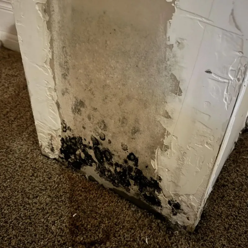 Professional Mold Removal in Xenia, OH